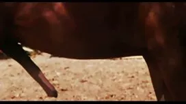 يوم افلام عربيه سكسي ...